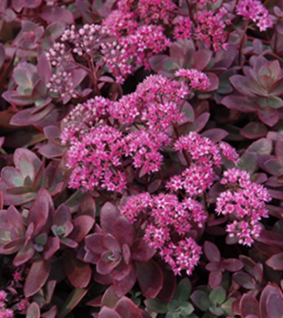 Sedum Sunsparkler® Firecracker